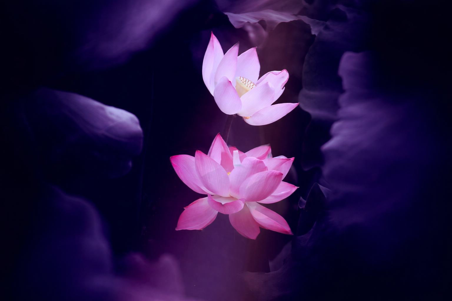Two glowing pink lotus flowers against a deep purple background